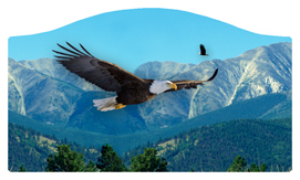 DASHELL-130 Soaring Eagle Im Free